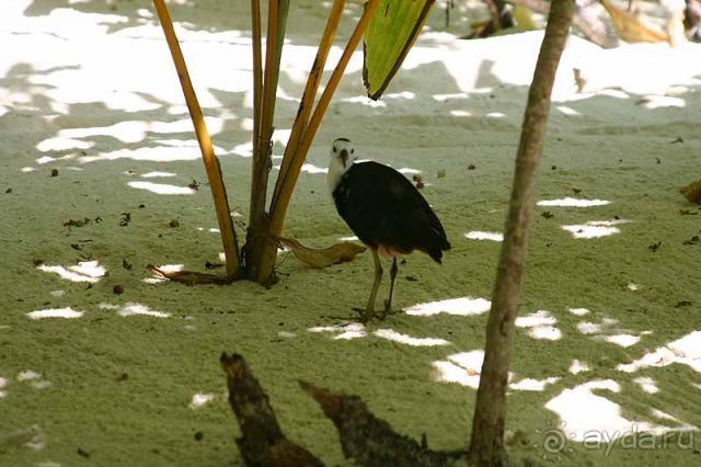 пляжная птичка