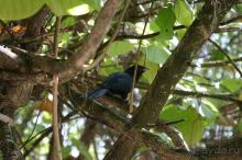 еще одна обитательницца острова