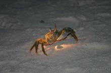 ночной обитатель пляжа