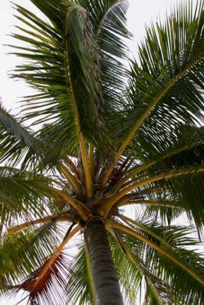 фото Kuriat Palace