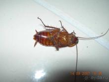 В гостиннице живут тараканы -Не ожидали.