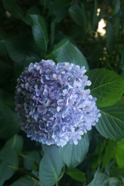 рекомендую!