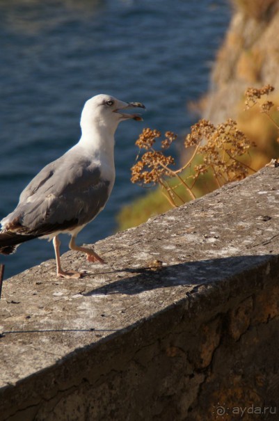 рекомендую!
