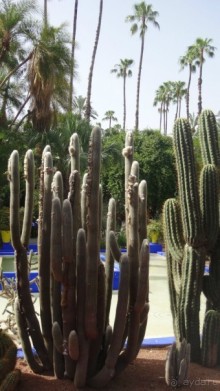 фото Al Moggar Garden Beach Club