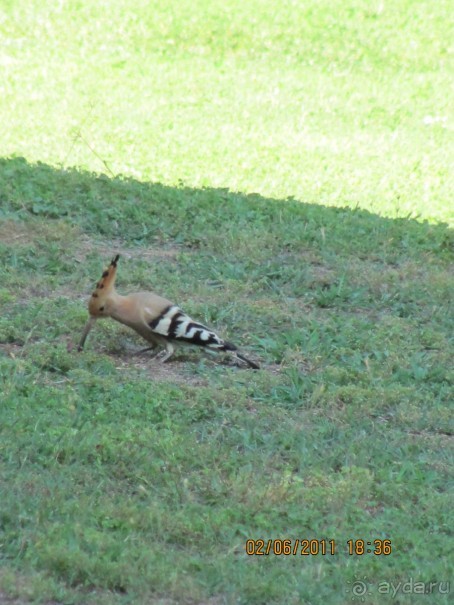 фото Crystal Tat Beach Golf Resort & Spa