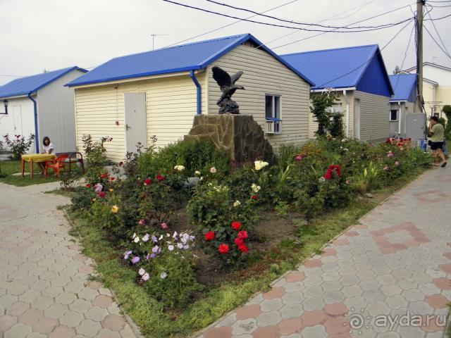 фото Дельфин