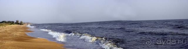 фото Дельфин