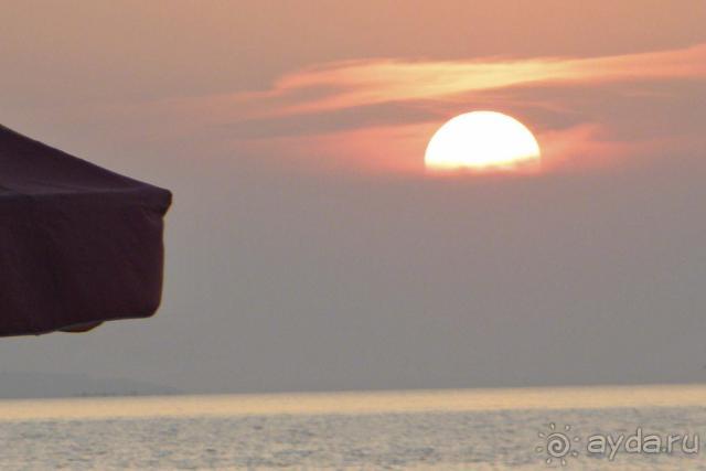 фото Дельфин