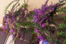 фото Club West Garden (ex. Dream Garden)