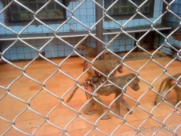 Мой отзыв о поездке в Абхазию. Июль 2011