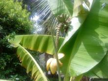 Мой отзыв о поездке в Абхазию. Июль 2011