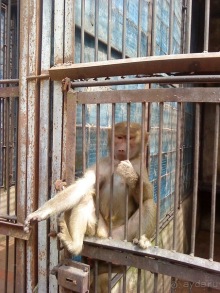 Мой отзыв о поездке в Абхазию. Июль 2011