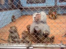 Мой отзыв о поездке в Абхазию. Июль 2011