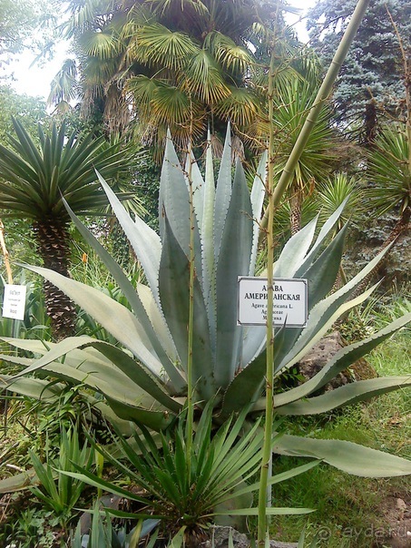 Мой отзыв о поездке в Абхазию. Июль 2011