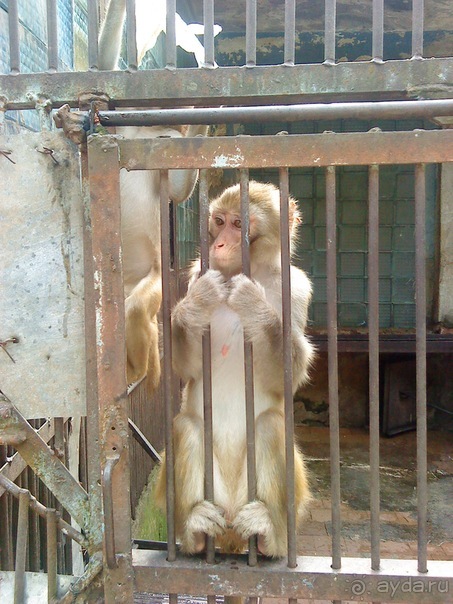 Мой отзыв о поездке в Абхазию. Июль 2011