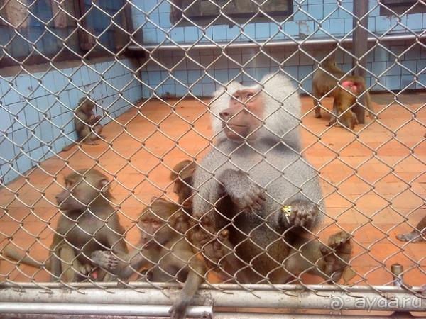 Мой отзыв о поездке в Абхазию. Июль 2011