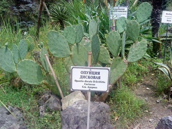 Мой отзыв о поездке в Абхазию. Июль 2011