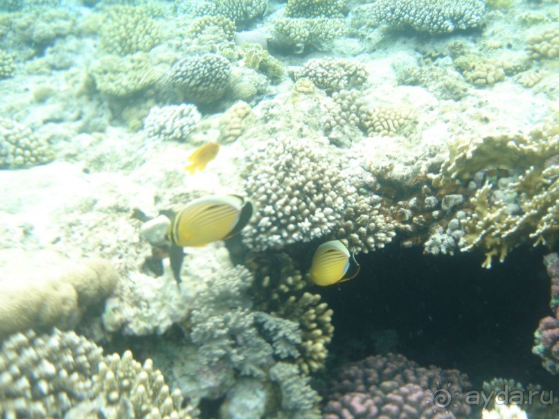 Лицо отеля - огромная рыба Наполеон, приплывающая по утрам к пляжу