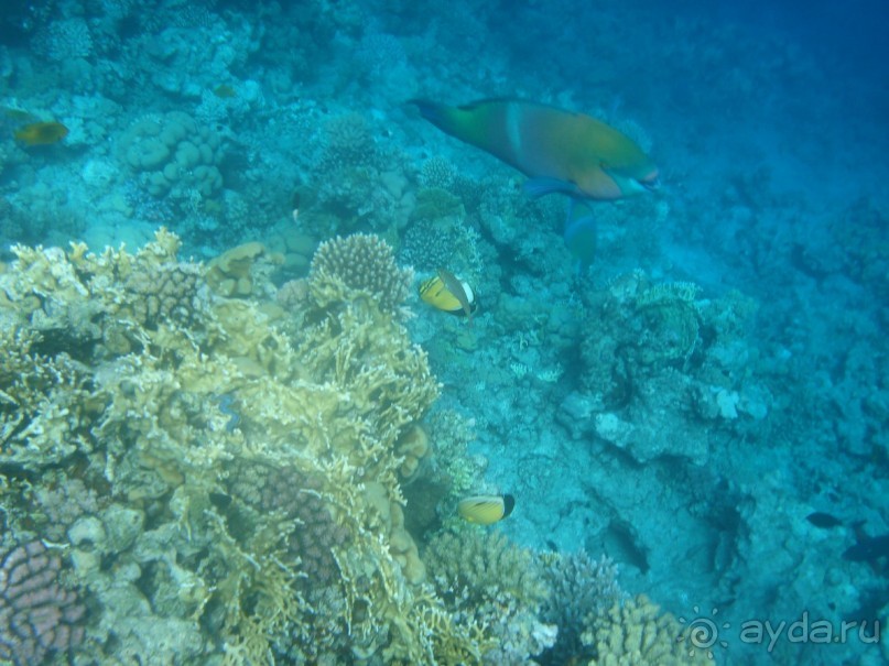 фото Aristea Hotel