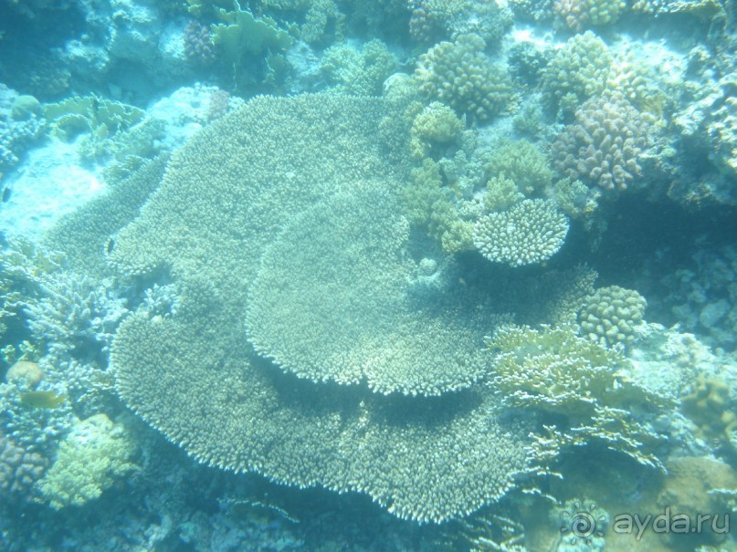 фото Aristea Hotel