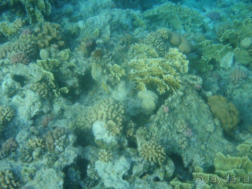 фото Aristea Hotel