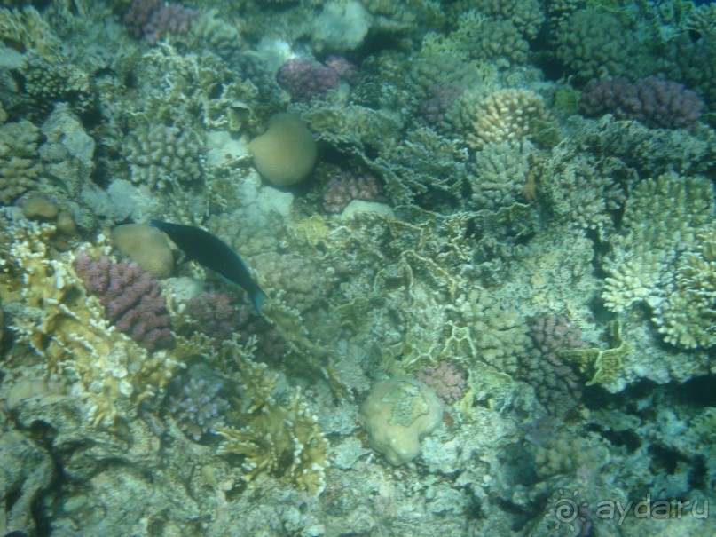 фото Aristea Hotel