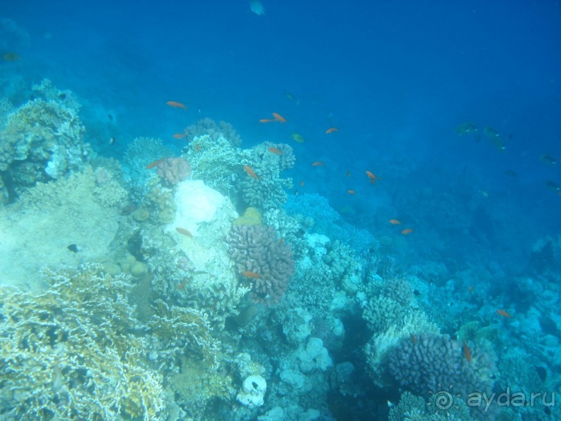 фото Aristea Hotel