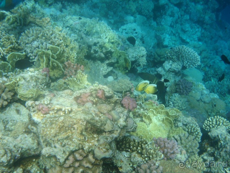 фото Aristea Hotel