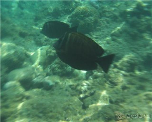 фото Ghazala Beach