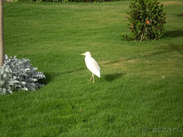 фото Dreams Beach Marsa Alam