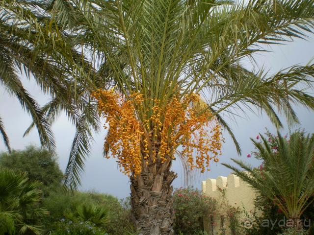 фото JAZ Tour Khalef