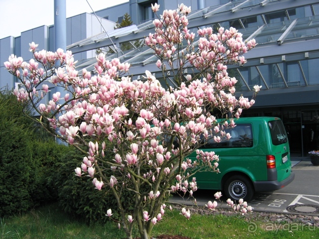 Holiday Inn. У входа в отель много зелени.
