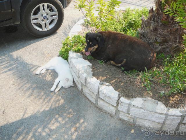 Сиеста в монастыре Зоодуху Пигис