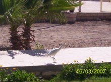 фото Jasmine Village