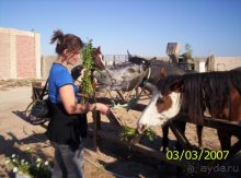 фото Jasmine Village