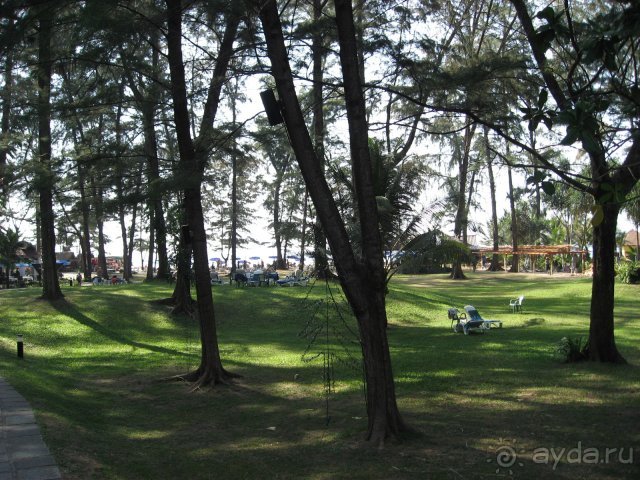 Роща перед пляжем