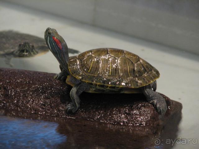 фото Armada Istanbul Old City Hotel