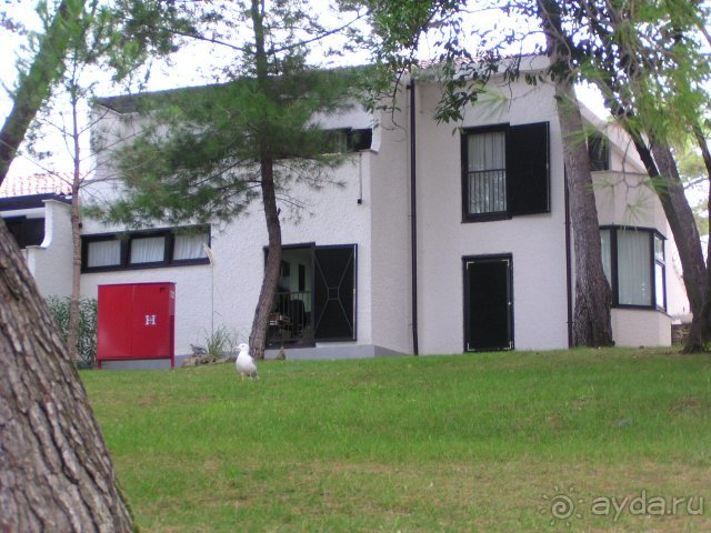 Чайки и белки ...