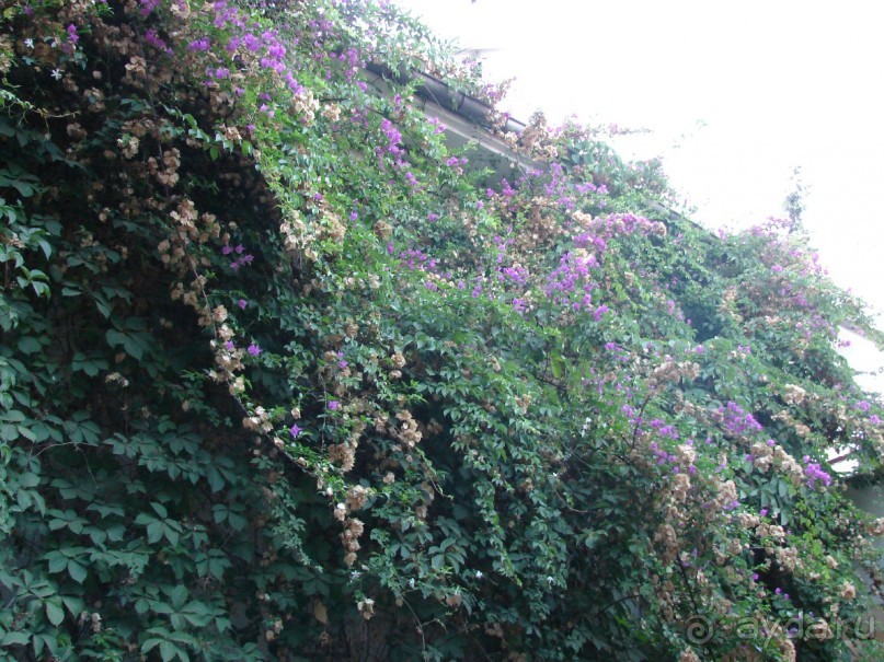 фото Sumus Hotel Monteplaya