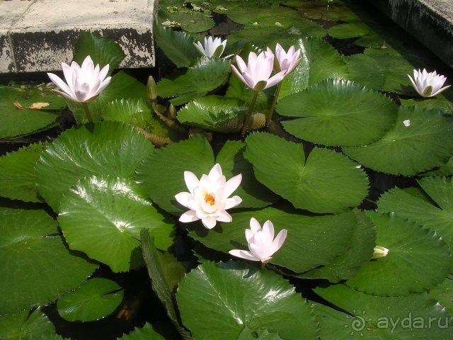 Лучшая трешка Паттайи