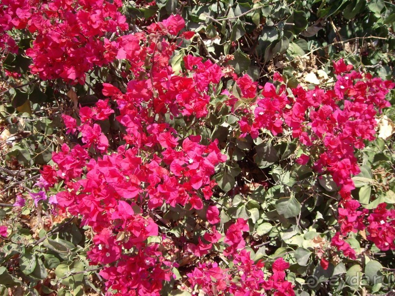 Наш отдых в Роял Гранд Шарм