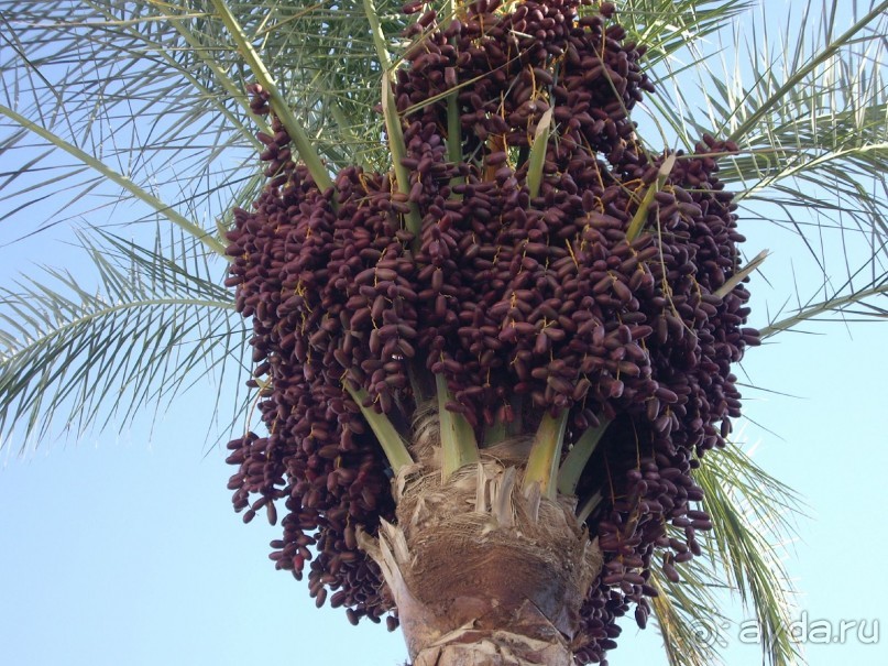 Наш отдых в Роял Гранд Шарм