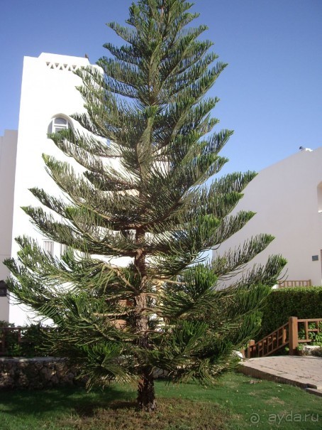 Наш отдых в Роял Гранд Шарм