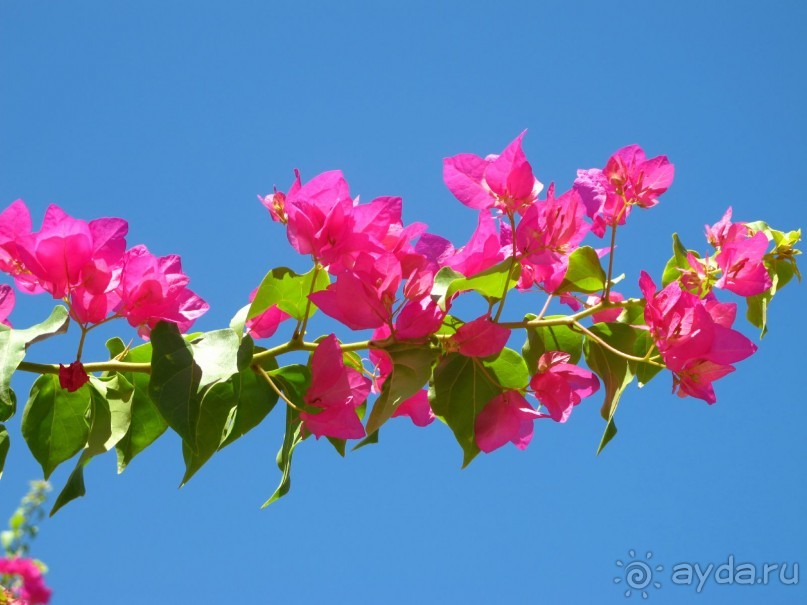 фото Delfinia Hotel