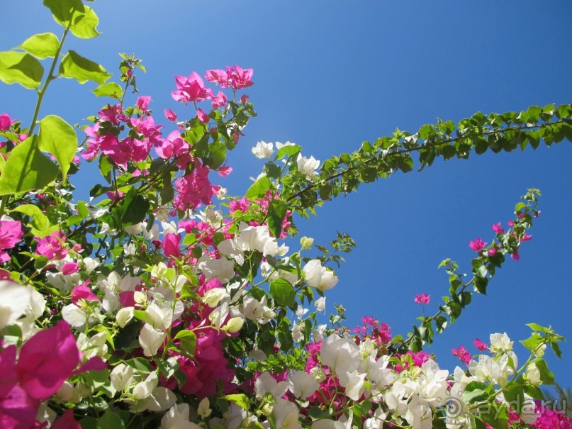 фото Delfinia Hotel