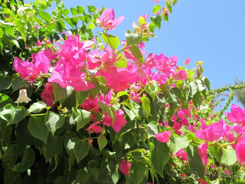 фото Delfinia Hotel