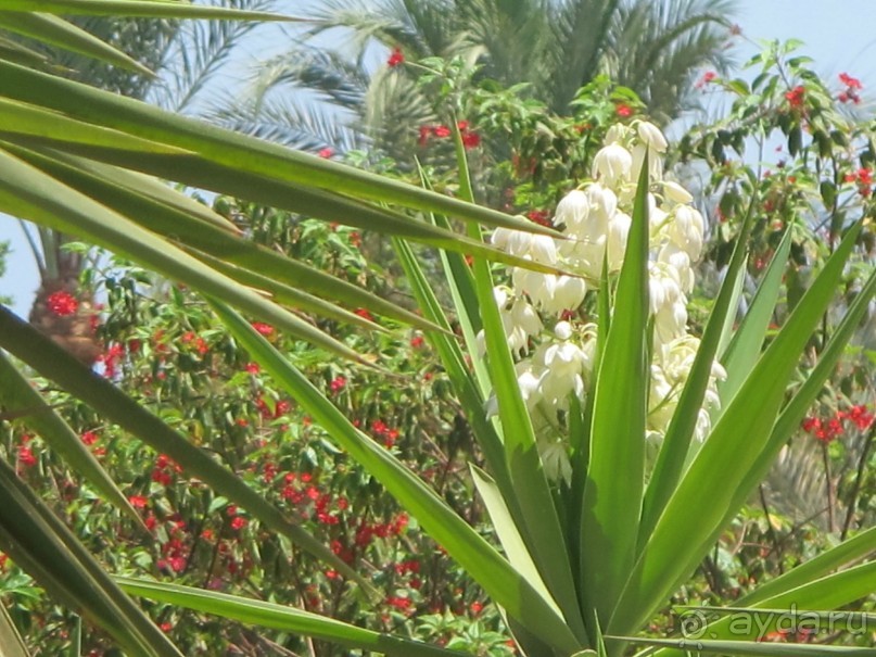 фото Delfinia Hotel