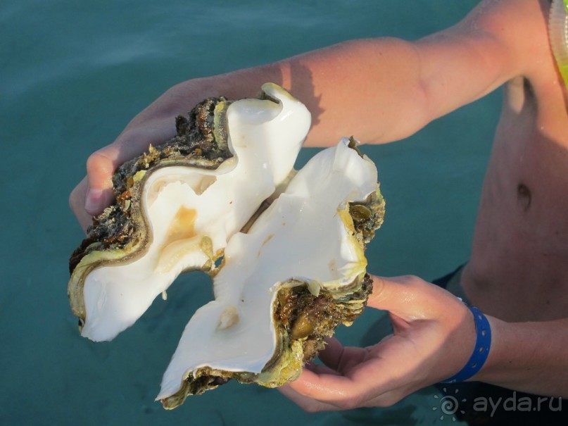 фото Delfinia Hotel