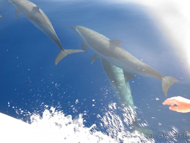 фото Delfinia Hotel