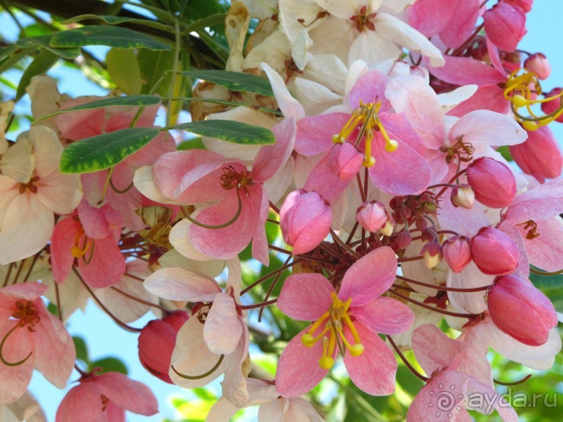 фото Delfinia Hotel